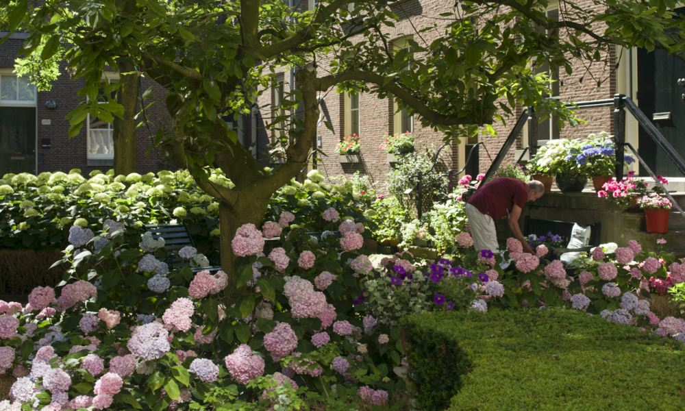 Bunt bewachsener Garten im Jordaan mit grüner Hecke
