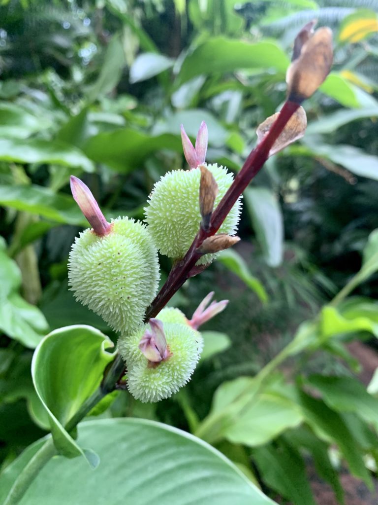 Green exotic plant with pink leaves in the greenhouse at Amsterdam Botanic Garden