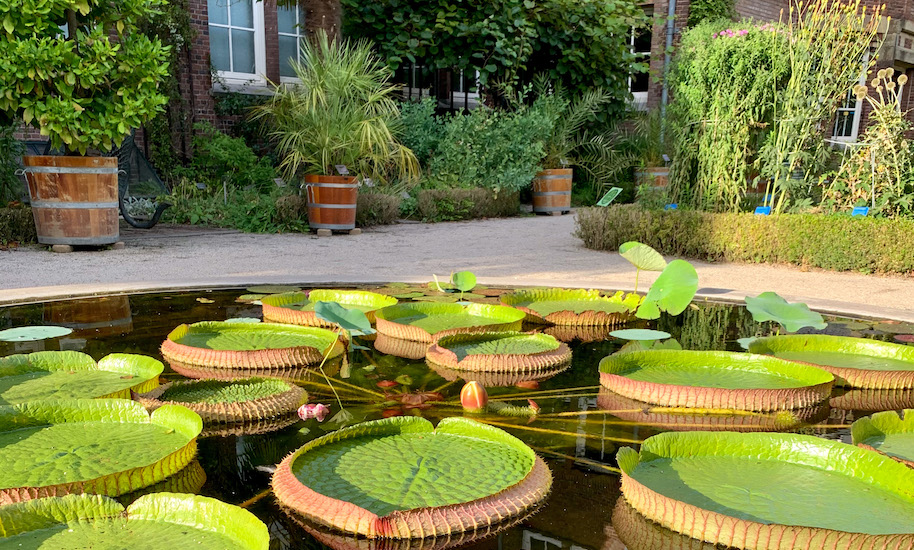 Our Amsterdam Botanic Garden has a beautiful pond with large green Amazon water lilies