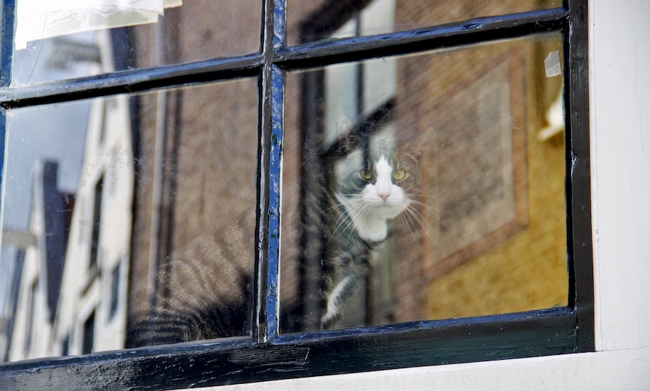 Black and white pub tiger sits behind a window