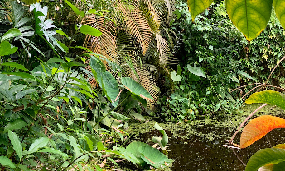 Tropical, green plants with a small pond in the greenhouse of the Amsterdam Botanical Garden
