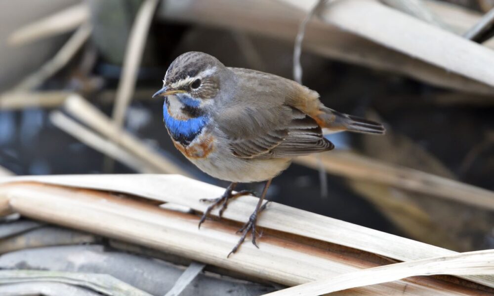 Amsterdamliebe Vogeltour Blaukehlchen