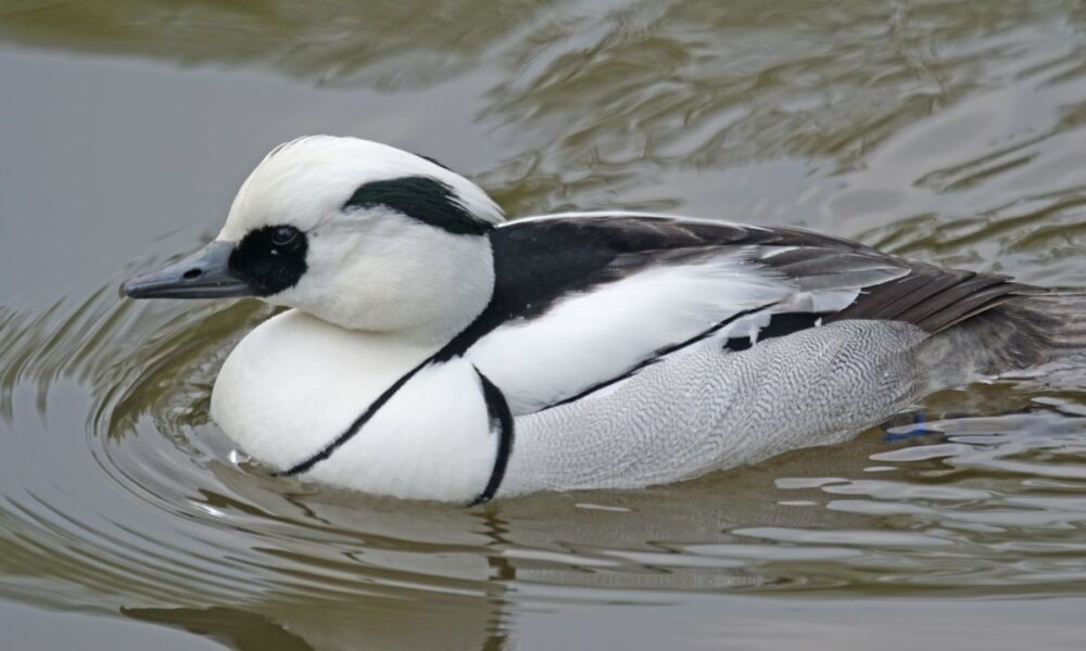 Wasservogel Het Twiske Amsterdamliebe