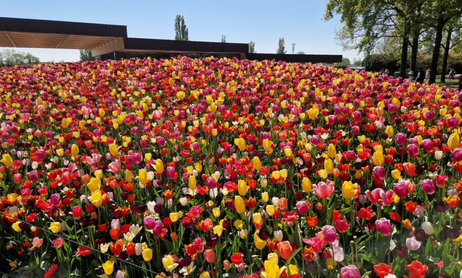 Vibrant tulips in a field. Colorful flowers on a sunny day.