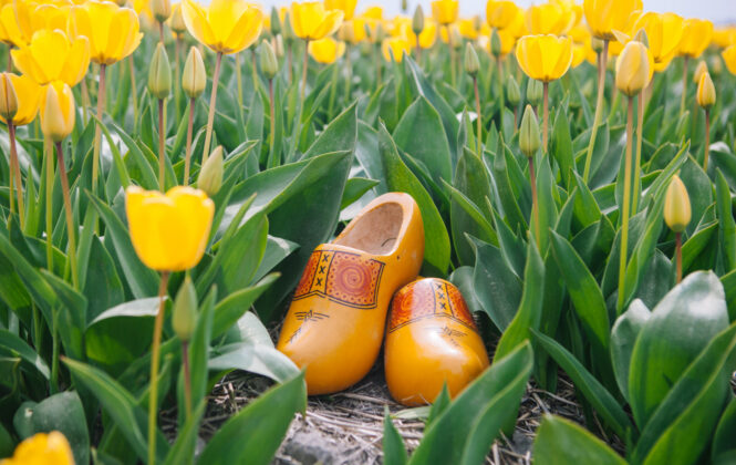 Traditional Dutch wooden shoes in a vibrant field of tulips. A classic Dutch scene