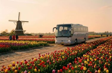 Modern bus traveling through vibrant tulip fields at Keukenhof Gardens with windmill and visitors during golden hour.